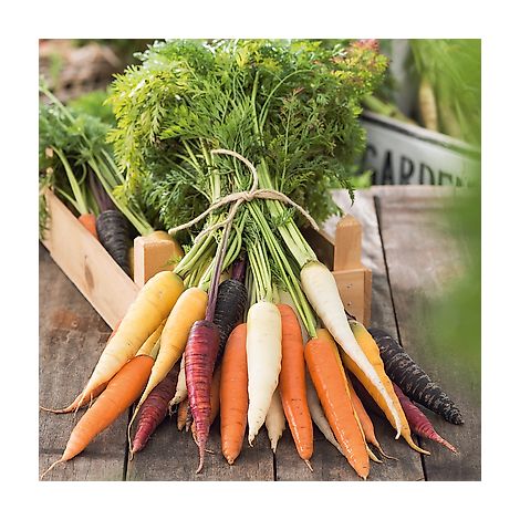 CAROTTES EN MELANGE F1 - Graines de légumes - 1000 GRAINES