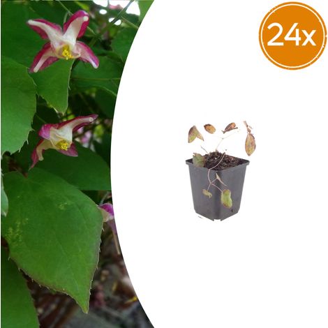 Lot de 24 Epimedium rubrum Fleur des Elfes Vivace Couvre-sol Ombre Rose Rouge Pot Ø 9 cm - PANGIVO (1/5)