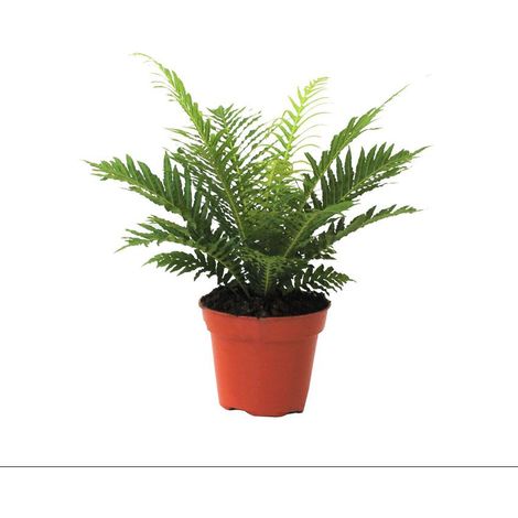 Gardenaria Blechnum gibbum 'Silver Lady' - Pianta da interno ornamentale - Altezza: 30 cm (vaso 12) (1/3)