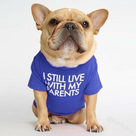 T-Shirt pour Chien avec la Phrase: Je vis Toujours chez Mes Parents (Bleu, XL)