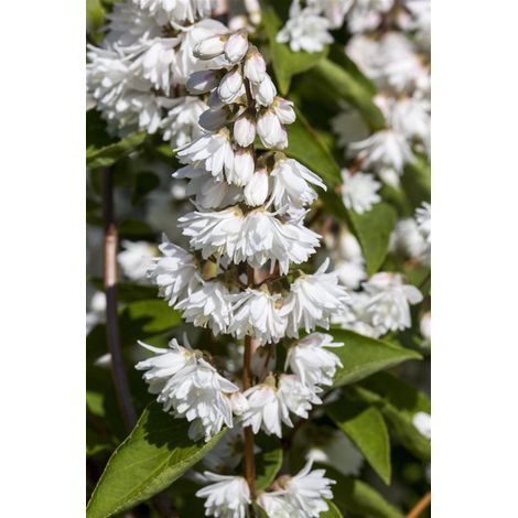 Gefüllter Sternchenstrauch 'Plena' Deutzia scabra 'Plena' 7,5L 80- 100 (1/3)