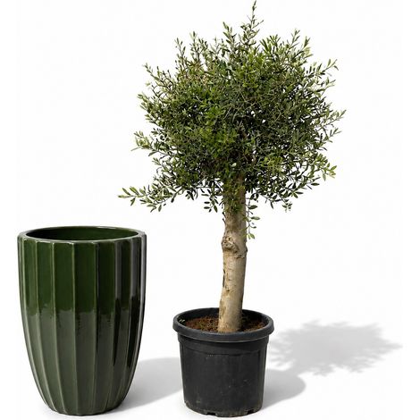 Lot olivier + pot grande taille HUGO 55x71cm vert jungle, fait main en terre cuite émaillée (1/2)
