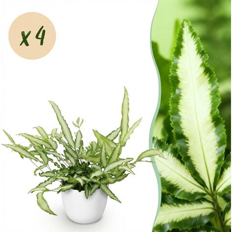 Lot de 4 Fougères Ruban Pteris cretica Albolineata Plante d'Intérieur avec Pot Blanc 12cm H20cm - PANGIVO (1/5)