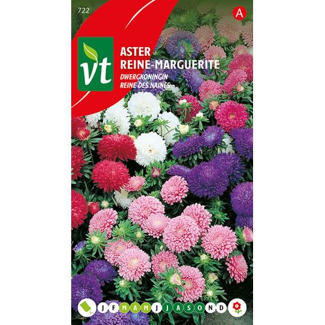 Aster Reine Naine - Ca. 0,75 gr (Livraison Gratuite)