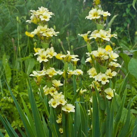 4 x Sisyrinchium striatum - godet 9x9 cm (1/5)
