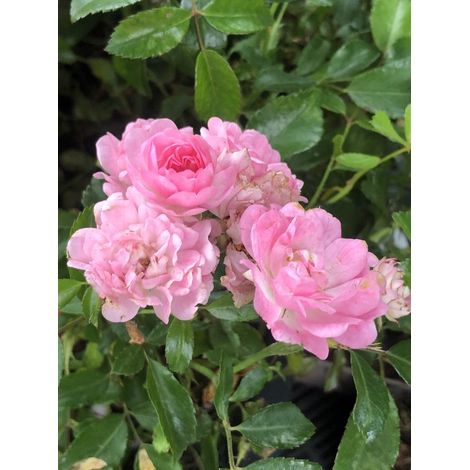 Rosa 'The Fairy' - ROSE POLYANTHA 'FAIRY', ROSE ABUSIF en pot
