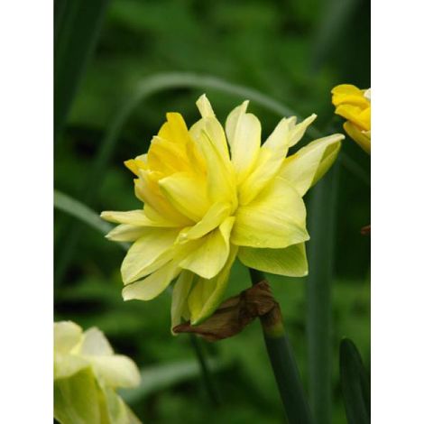 Narcisse 'Golden Ducat' Bulbe calibre 16+ (par 10) (1/2)