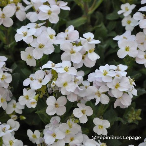 3 Aubriètes 'Pixie Pearls' (Aubrieta 'Pixie Pearls')