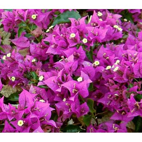Vivaio Garden Forest – Bougainvillea Sanderiana 18cm – Plante grimpante rose magenta – Exposition ensoleillée ou mi-ombragée – Floraison de mai à octobre (1/2)
