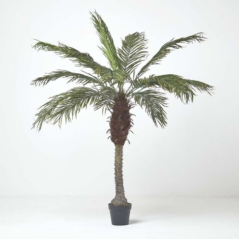 HOMESCAPES Phoenix Palm Tree in Pot, 160 cm Tall (1/5)