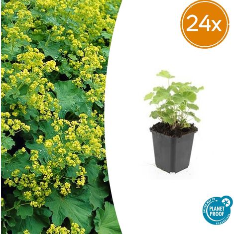 Lot de 24 Alchemilla mollis Manteau de Dame Plante Vivace Couvre-sol Pot Ø9cm 10-25cm - PANGIVO (1/5)