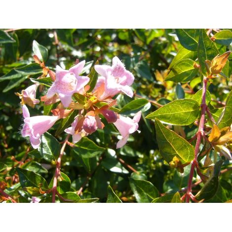 Gardenaria Abelia grandiflora 'Edward Goucher' - Arbusto ornamentale da giardino - Altezza: 30/35 cm (vaso19) (1/3)