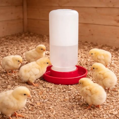 Abreuvoir siphoïde poussins et cailles 1 L fermeture à vis (1/4)