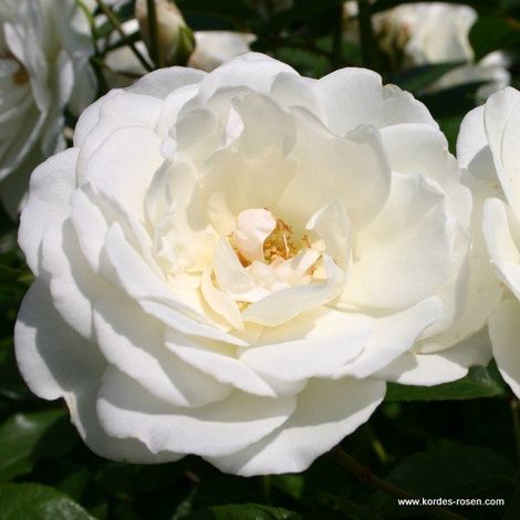 Rosier classique - Rosa 'Schneewittchen' 25-30 cm (1/3)