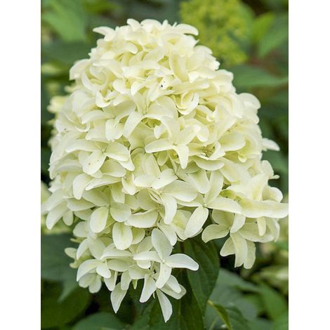 Hortensia paniculé 'Skyfall' Godet de 8/9 cm