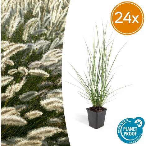 Lot de 24 Graminées Pennisetum alopecuroides 'Hameln' Herbe Ornementale 10-25 cm Pot Ø9 cm - PANGIVO (1/5)