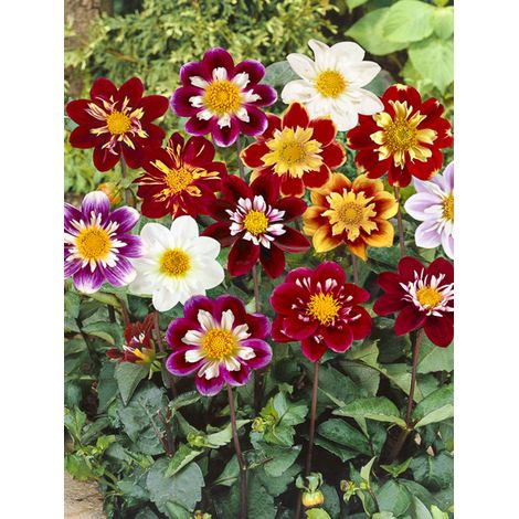 Dahlia variabilis 'Dandy Improved Mix ' le sachet de 50 graines (0,5g) (1/2)