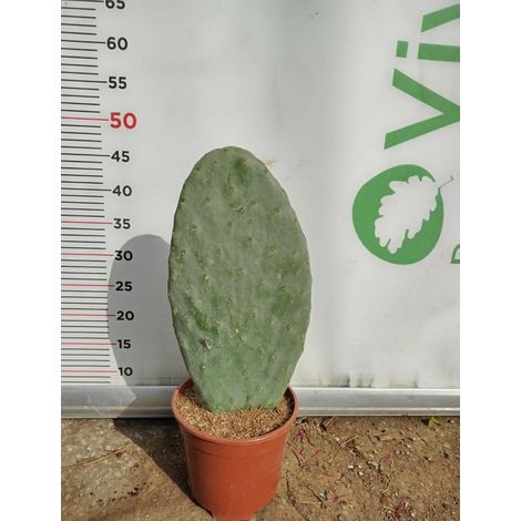 PIANTA GRASSA FICO D'INDIA  "OPUNTIA FICUS INDICA " IN VASO 17  CM (foto reale)