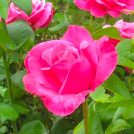 Rosier Grimpant 'Parfum Royal' grimpant® (Rosa 'Parfum Royal' ®)