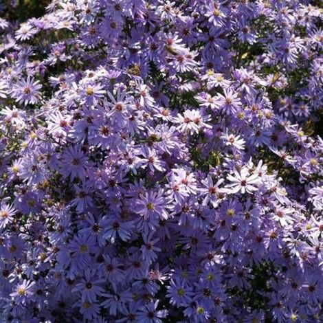 Aster d'automne Little Carlow/Lot de 5 godets