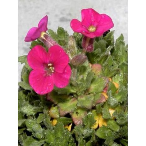 Aubriète 'Bressingham Red' Godet de 8/9 cm (1/2)