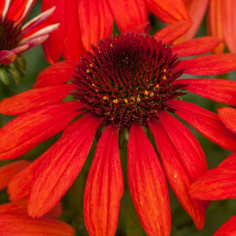 4 x Rudbeckia pourpre 'Red Pearl' - godet 9x9 cm (1/4)