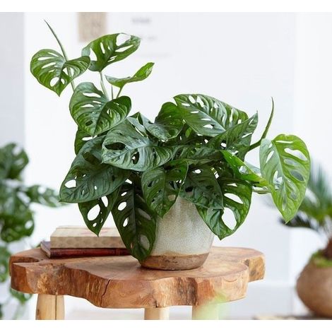 MONSTERA MONKEY MASK VASO 12CM