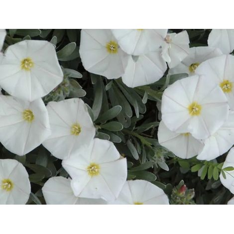 Gardenaria Convolvulus cneorum - Arbusto ornamentale da giardino - Altezza: 30/35 cm (vaso19) (1/4)