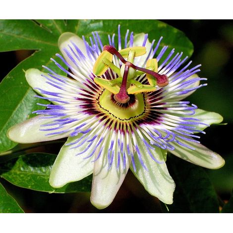 PASSIFLORA VARIETA' ASSORTITA VASO 13CM (1/2)
