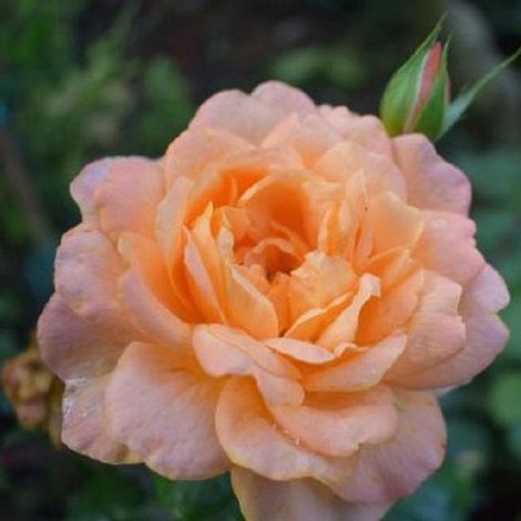 Rosa 'Favori' - De magnifiques roses pour votre jardin (1/2)