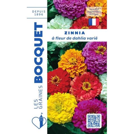 Zinnia à fleur de dahlia varié - 1g