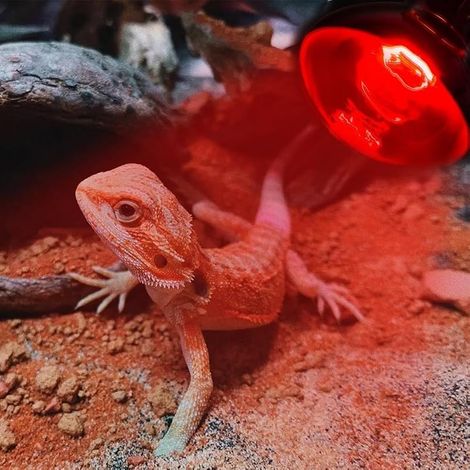 2 Pièces Lampe Chauffante Reptile 100W, Ampoules Chauffantes pour Reptiles Support Lampe Infrarouge Lampe Chauffante E27 pour Reptiles et amphibiens, Tortue, Lézard, Poussin (1/5)