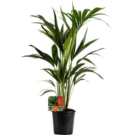Palmier Kentia Howea Forsteriana Plante Verte d'Intérieur Décorative Pot Ø19cm Hauteur 100cm - PANGIVO (1/4)
