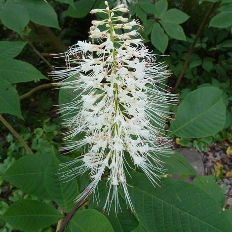 Pavier blanc - Aesculus parviflora - 60-80 cm pot