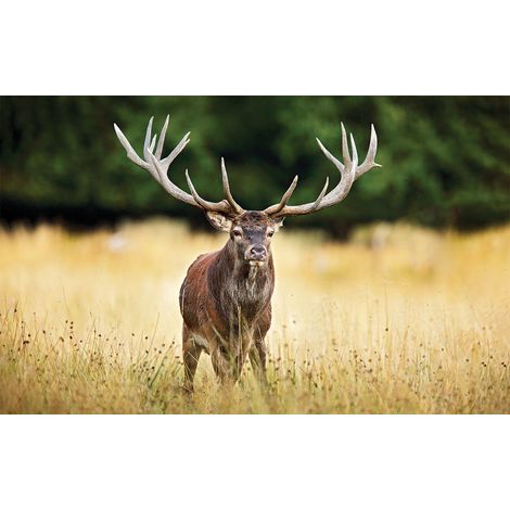 Affiche decoration murale joli cerf , 60x40cm - made in France (1/5)