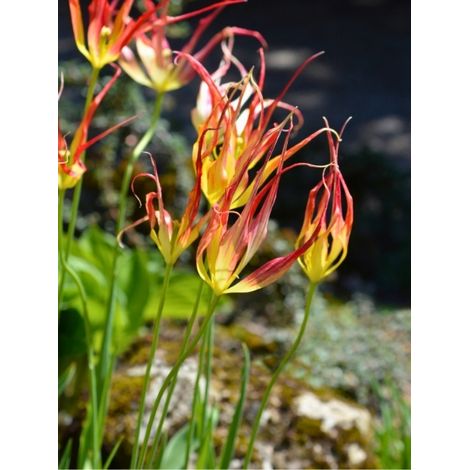 Tulipe cornue Bulbe calibre 8+ (1/2)