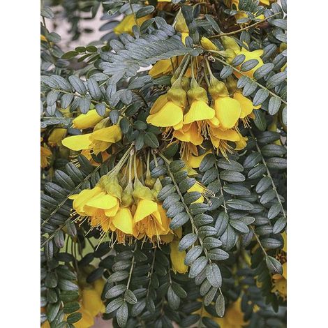 Idesia polycarpa Pot de 2L/3L