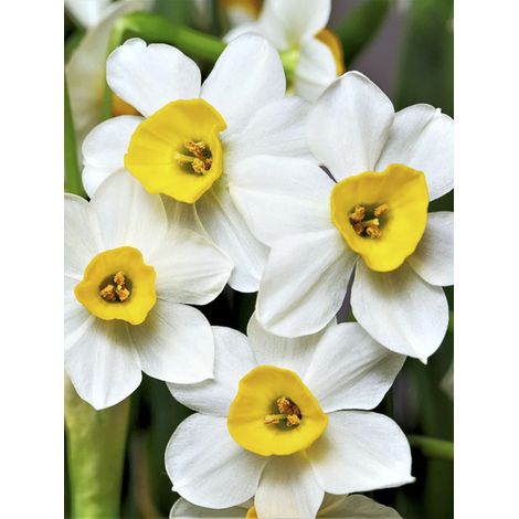 Narcisse multiflore 'Canaliculatus' Bulbe calibre 10+ (par 10)