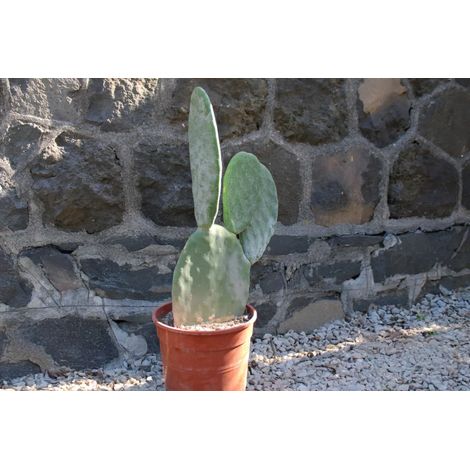 Pianta di Opuntia Titania in vaso 22 cm – Cactus ornamentale e decorativo (1/5)