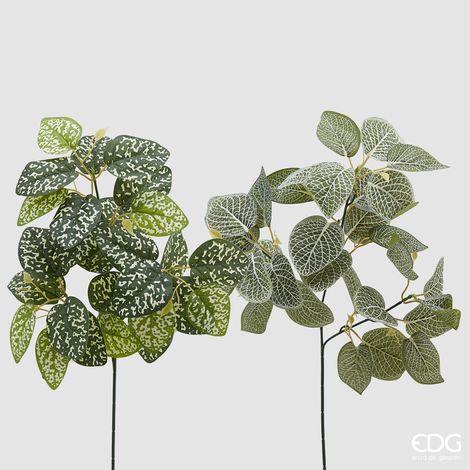 EDG Coleus Olis Ramo White Green