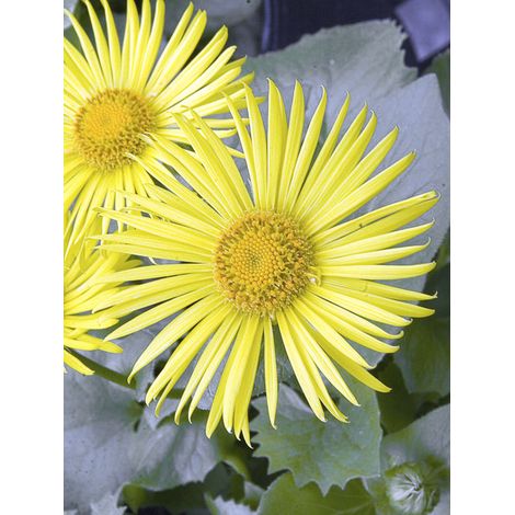 Doronic du Caucase 'Finesse' Godet de 8/9 cm