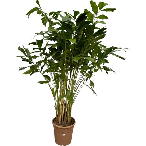 Palmier Caryota Mitis - Plante d'Intérieur Tropicale - Vert - Hauteur 250 cm - Ø32 cm - PANGIVO (1/4)