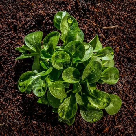 Sustrato Universal Ecológico EcoVita - Saco 15 L.