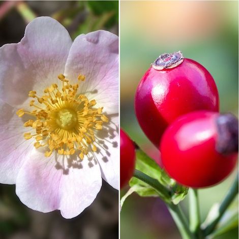 Pack de 4 Plantas de Rosa Canina. Rosal Silvestre. Rosa Mosqueta