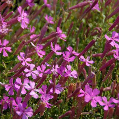 4 x Silene Schafta 'Splendens' - godet 9x9 cm (1/4)