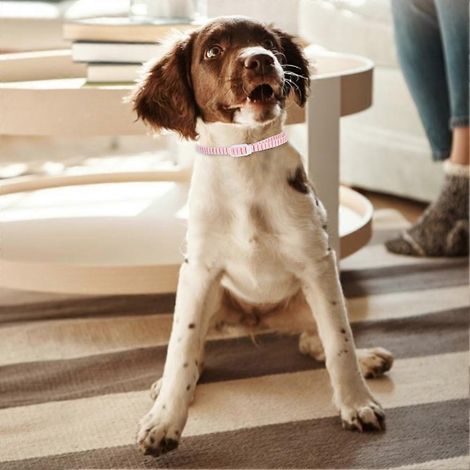 Collier anti-poux, vermifuge et antiparasitaire ajustable pour petits chiens, imperméable, rose chat (1/2)