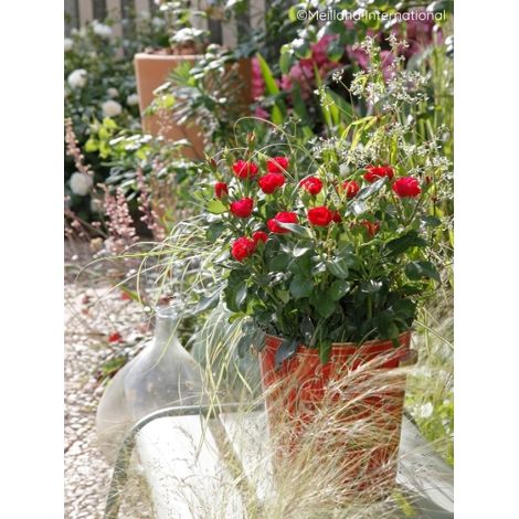 Rosier nain 'Zepeti' Pot de 3L/4L (1/2)