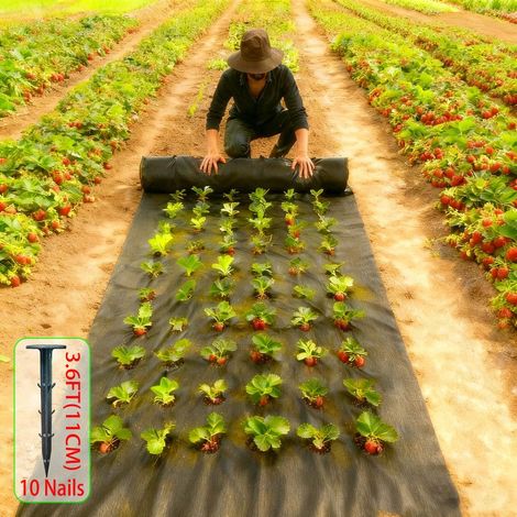 Toile anti-mauvaises herbes perforée noire 10 m – Largeur 1,5 m, 6 trous par rangée, avec 10 piquets et barrières anti-mauvaises herbes (1/5)