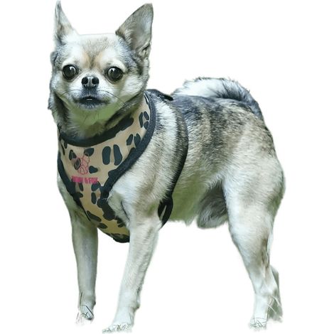Filiyano-Harnais pour chien Digby & Fox à motif léopard, taille L (tour de poitrine : 35-63 cm), marron/noir. (1/2)