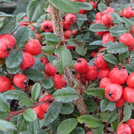 Cotonéaster 'Coral Beauty' - 20-25 cm godet de 9cm x 9cm (1/4)